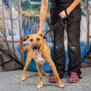 Simon -  Labrador Retriever and Mixed Breed Dog for Adoption in Washington, District Of Columbia - Simon | PetCurious