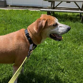 Coonhound and Mixed Breed Dogs Available for Adoption in Greenville, Pennsylvania - AJ | PetCurious