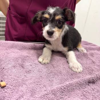 Kip -  Terrier Dog for Adoption in Chico, California - Kip | PetCurious