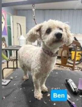 Rescue Poodle Dogs for Adoption in Sudbury, Massachusetts - Ben | PetCurious