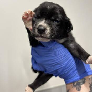 Chihuahua and Mixed Breed Dogs Available for Adoption in Tampa, Florida - Winnie | PetCurious