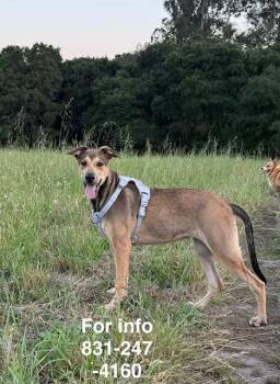 Macy -  German Shepherd Dog and Doberman Pinscher Dog Available for Adoption in Santa Cruz, California - Macy | PetCurious