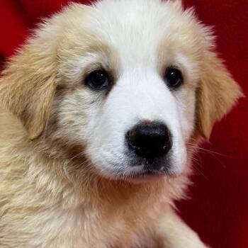 Summer -  Great Pyrenees and Bernese Mountain Dog Dog Available for Adoption - Summer | PetCurious