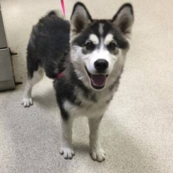 Siberian Husky Dogs Available for Adoption in Riverside, California - SAVANNAH | PetCurious