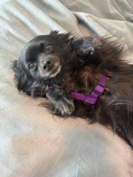 Chihuahua and Yorkshire Terrier Dogs Available for Adoption in Alafaya, Florida - Aria | PetCurious