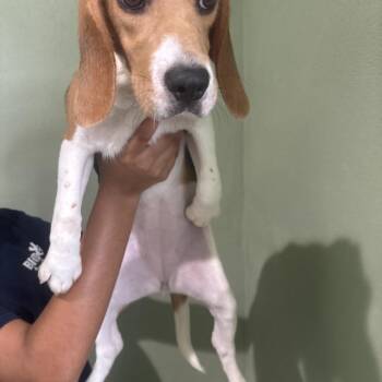 ZCE6 4809 aka Ginny -  Beagle Dog for Adoption in Loxahatchee Groves, Florida - ZCE6 4809 Aka Ginny | PetCurious