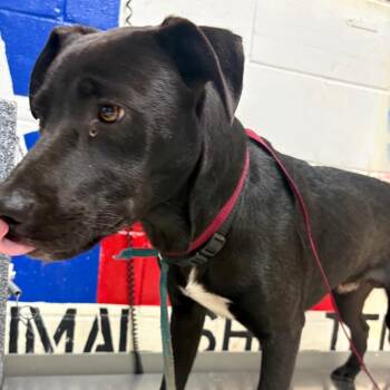 Mixed Breed Dogs Available for Adoption in Lufkin, Texas - Cain | PetCurious