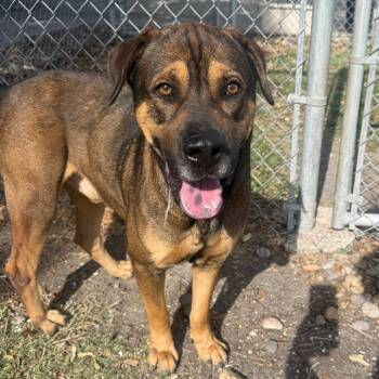 Santino -  Shepherd and Mixed Breed Dog for Adoption in Corpus Christi, Texas - Santino | PetCurious