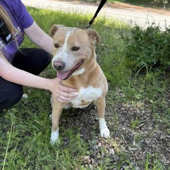 Mixed Breed Dogs Available for Adoption in Mebane, North Carolina - Izzy | PetCurious