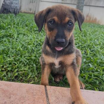 Simba - The Little Lover Boy -  Chocolate Labrador Retriever and Shepherd Dog for Adoption in Carolina, Carolina - Simba - The Little Lover Boy | PetCurious