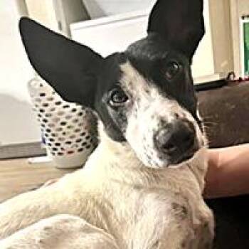 Isabela (Izzy) - URGENT -  Smooth Fox Terrier Dog for Adoption in Thousand Oaks, California - Isabela (Izzy) - URGENT | PetCurious