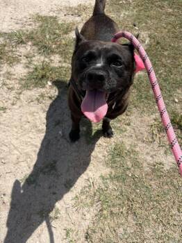 Cattle Dog Dogs Available for Adoption in Lakeland, Florida - Baxter | PetCurious