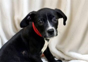 Labrador Retriever and Mixed Breed Dogs Available for Adoption in Fort Lauderdale, Florida - SIMONE | PetCurious