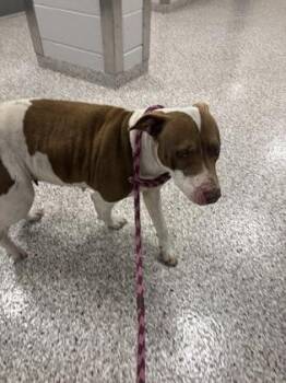 Terrier and Mixed Breed Dogs Available for Adoption - Zoie | PetCurious