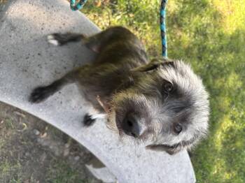 Nino -  Terrier and American Hairless Terrier Dog for Adoption in Council Bluffs, Iowa - Nino | PetCurious