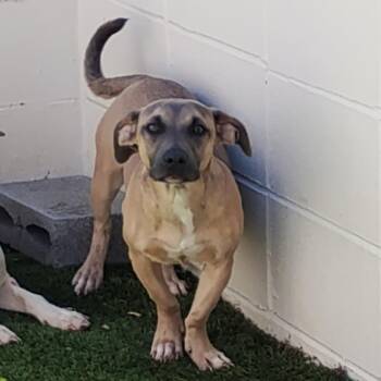 Mixed Breed Dogs Available for Adoption in Loxahatchee Groves, Florida - Fred 5779 | PetCurious