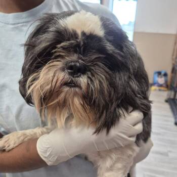 Alfie -  Shih Tzu and Mixed Breed Dog for Adoption in Cleveland, Mississippi - Alfie | PetCurious