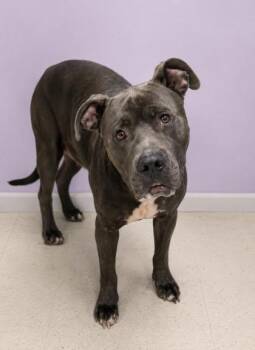 Donnie -  Pit Bull Terrier Dog for Adoption in Gulfport, Mississippi - Donnie | PetCurious