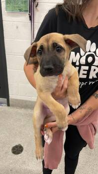 Jacksonville -  Shepherd and Boxer Dog for Adoption in Phoenix, Arizona - Jacksonville | PetCurious