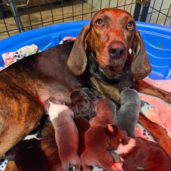 Tootsie -  Coonhound and Mixed Breed Dog for Adoption in Nashville, Tennessee - Tootsie | PetCurious