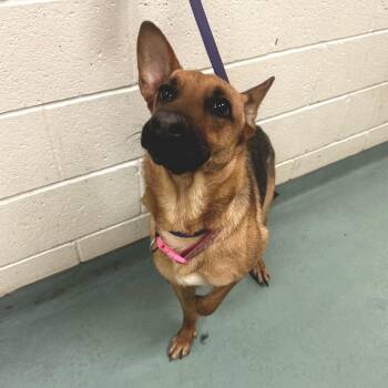 Hermione -  Mixed Breed Dog for Adoption in Memphis, Tennessee - Hermione | PetCurious