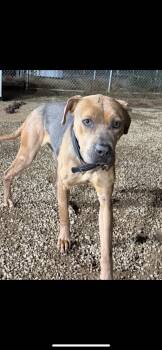 Rescue Mixed Breed and Shepherd Dogs for Adoption in Warren, Ohio - Patience | PetCurious