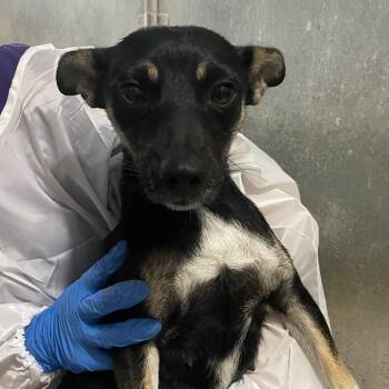 Shepherd and Terrier Dogs Available for Adoption in Edinburg, Texas - Cova | PetCurious