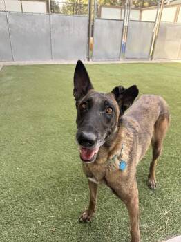 Mixed Breed Dogs Available for Adoption in Truckee, California - Flower | PetCurious