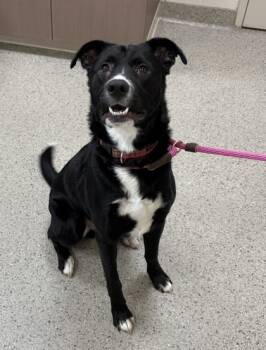 Rescue Border Collie and Labrador Retriever Dogs for Adoption in Fishers, Indiana - Hal | PetCurious