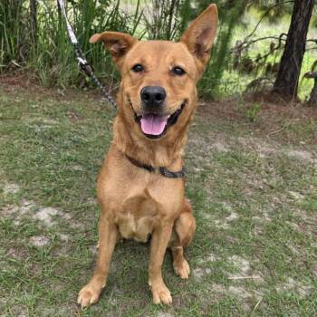 Golden Retriever and German Shepherd Dog Dogs Available for Adoption in Foley, Alabama - Queenie | PetCurious