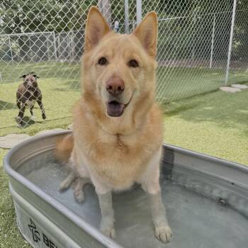 Birdie -  Alaskan Malamute Dog for Adoption in Salisbury, North Carolina - Birdie | PetCurious