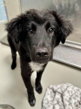 One Million Dollars -  Mixed Breed Dog for Adoption in Wichita, Kansas - One Million Dollars | PetCurious