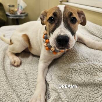 Rescue Boxer Dogs for Adoption in Madisonville, Tennessee - Dreamy | PetCurious