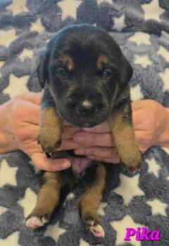 Shepherd Dogs Available for Adoption in Denver, Colorado - Pika | PetCurious