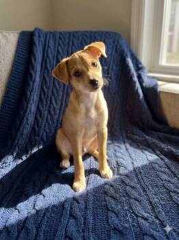Mr. Gentle and Easy -  Chihuahua and Pomeranian Dog for Adoption in Olympia, Washington - Mr. Gentle And Easy | PetCurious