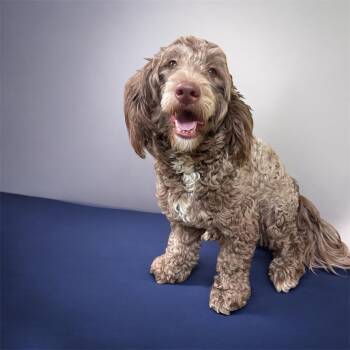 Poodle Dogs Available for Adoption in Lebanon, Tennessee - Bob | PetCurious