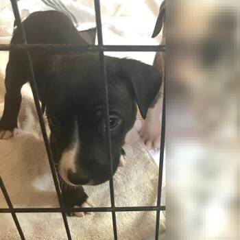 May Bell Kid -  Pit Bull Terrier Dog for Adoption in Chicago, Illinois - May Bell Kid | PetCurious