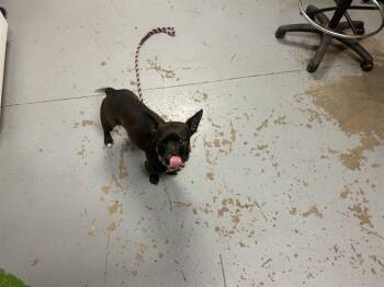 Chihuahua and Mixed Breed Dogs Available for Adoption in Ocala, Florida - HUEY | PetCurious