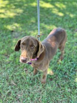 Molly (lab) -  Chocolate Labrador Retriever Dog for Adoption in Aiken, South Carolina - Molly (lab) | PetCurious