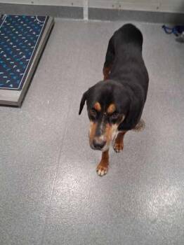 Chuck Norris -  Mixed Breed Dog for Adoption in Sevierville, Tennessee - Chuck Norris | PetCurious