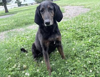 Treeing Walker Coonhound Dogs Available for Adoption in Columbus, Indiana - Moose | PetCurious