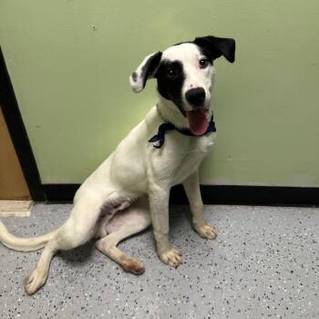 Holstein -  Border Collie Dog for Adoption in Logan, Utah - Holstein | PetCurious