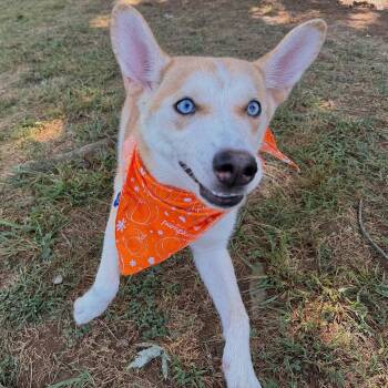 Mac -  Siberian Husky Dog for Adoption in Johnson City, Tennessee - Mac | PetCurious