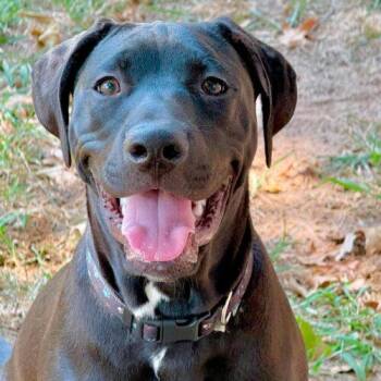 Mordecai -  Pit Bull Terrier and Black Labrador Retriever Dog for Adoption in Broken Arrow, Oklahoma - Mordecai | PetCurious