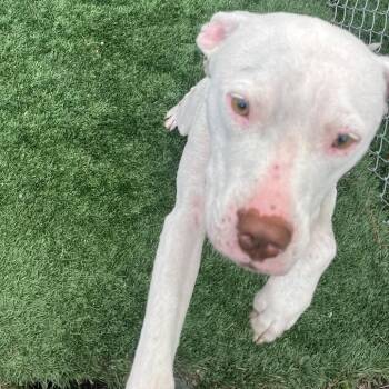 Ivory -  American Bulldog and Mixed Breed Dog for Adoption in Richmond Hill, Georgia - Ivory | PetCurious