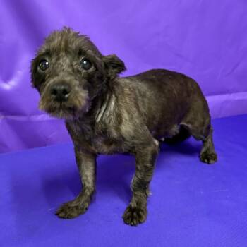Ember 2 -  Terrier and Mixed Breed Dog for Adoption in North Myrtle Beach, South Carolina - Ember 2 | PetCurious