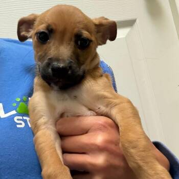 Chihuahua and Mixed Breed Dogs Available for Adoption in Greensboro, Georgia - Kali | PetCurious