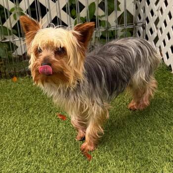 Mervin 0878 -  Yorkshire Terrier Dog for Adoption in Loxahatchee Groves, Florida - Mervin 0878 | PetCurious