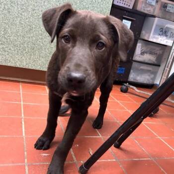 TASHA -  Labrador Retriever and Mixed Breed Dog for Adoption in Methuen, Massachusetts - TASHA | PetCurious