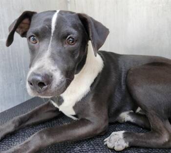 Rescue Labrador Retriever Dogs for Adoption in San Antonio, Texas - MONOLO | PetCurious